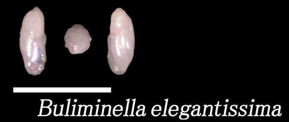 Buliminella elegantissima